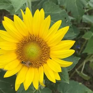 Meet your Posher, Dené